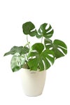 観葉植物 通販 モンステラ 6号鉢 ラスター白鉢カバー付 観葉植物 本物