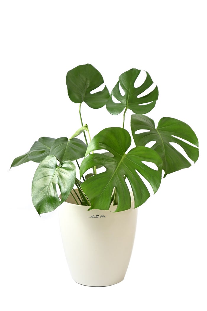 観葉植物 通販 モンステラ 6号鉢 ラスター白鉢カバー付 観葉植物 本物