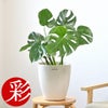 観葉植物 通販 モンステラ 6号鉢 ラスター白鉢カバー付 観葉植物 本物