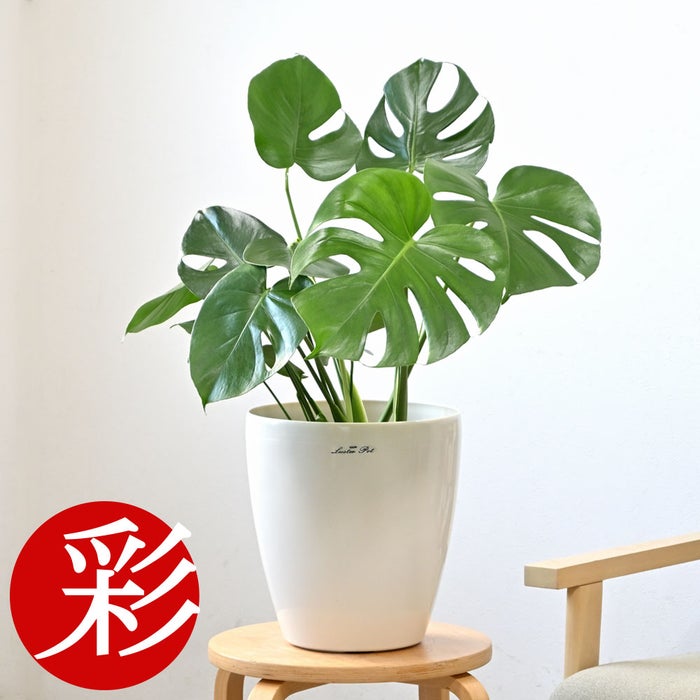 観葉植物 通販 モンステラ 6号鉢 ラスター白鉢カバー付 観葉植物 本物