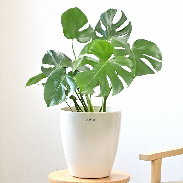 観葉植物 通販 モンステラ 6号鉢 ラスター白鉢カバー付 観葉植物 本物