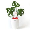 観葉植物 通販 モンステラ 6号鉢 ラスター白鉢カバー付 観葉植物 本物