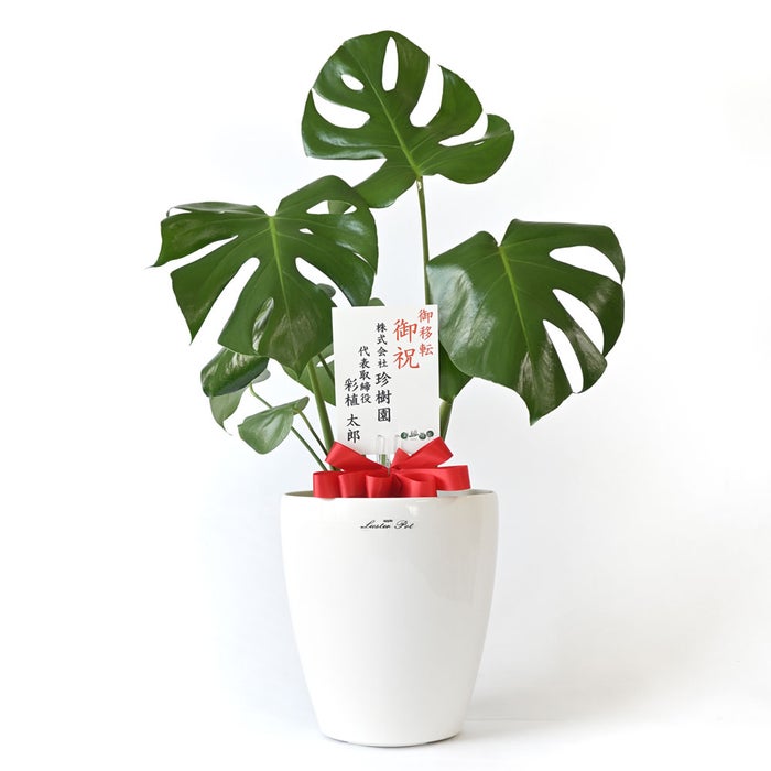 観葉植物 通販 モンステラ 6号鉢 ラスター白鉢カバー付 観葉植物 本物