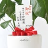 観葉植物 通販 モンステラ 6号鉢 ラスター白鉢カバー付 観葉植物 本物