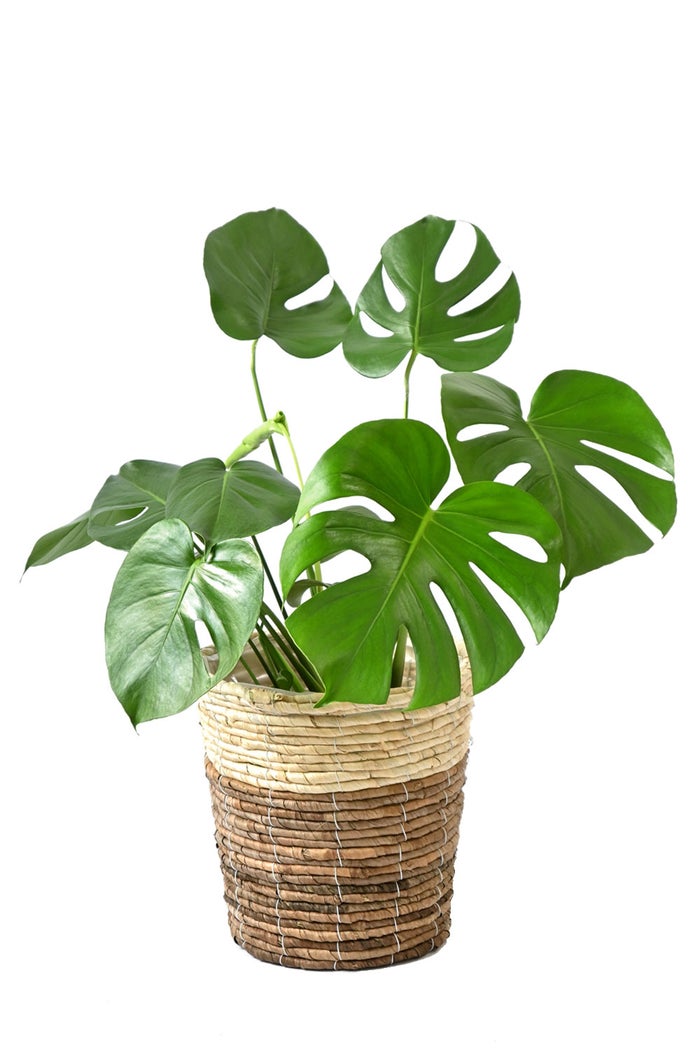 観葉植物 通販 モンステラ 6号鉢 ツートーン鉢カバー付 観葉植物 本物