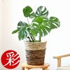 観葉植物 通販 モンステラ 6号鉢 ツートーン鉢カバー付 観葉植物 本物