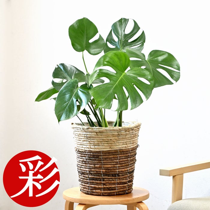 観葉植物 通販 モンステラ 6号鉢 ツートーン鉢カバー付 観葉植物 本物