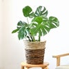 観葉植物 通販 モンステラ 6号鉢 ツートーン鉢カバー付 観葉植物 本物