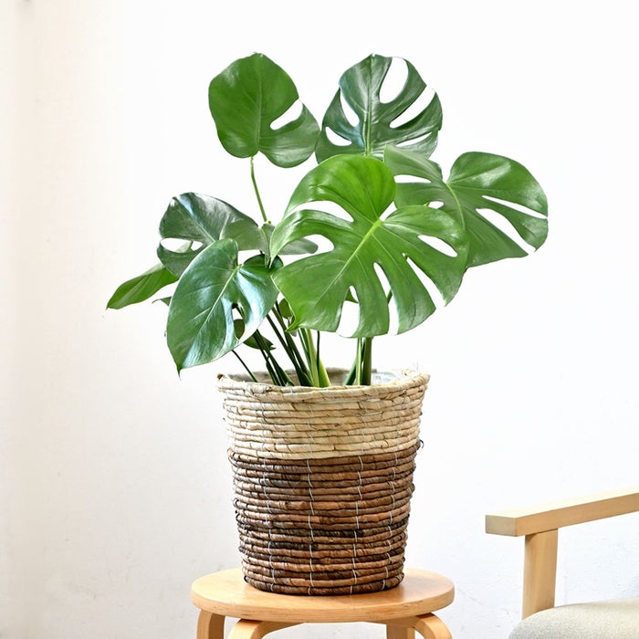 観葉植物 通販 モンステラ 6号鉢 ツートーン鉢カバー付 観葉植物 本物