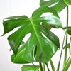 観葉植物 通販 モンステラ 6号鉢 ツートーン鉢カバー付 観葉植物 本物