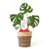 観葉植物 通販 モンステラ 6号鉢 ツートーン鉢カバー付 観葉植物 本物