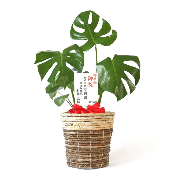 観葉植物 通販 モンステラ 6号鉢 ツートーン鉢カバー付 観葉植物 本物
