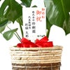 観葉植物 通販 モンステラ 6号鉢 ツートーン鉢カバー付 観葉植物 本物