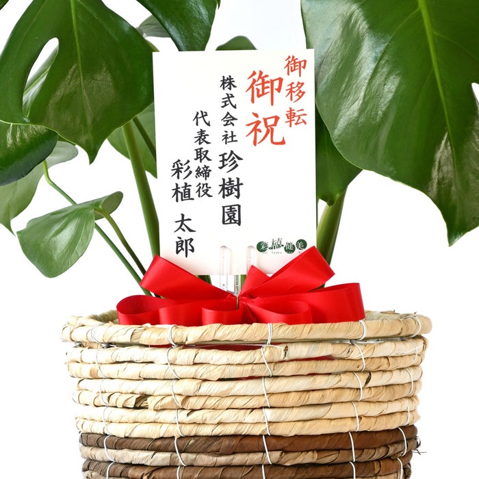 観葉植物 通販 モンステラ 6号鉢 ツートーン鉢カバー付 観葉植物 本物
