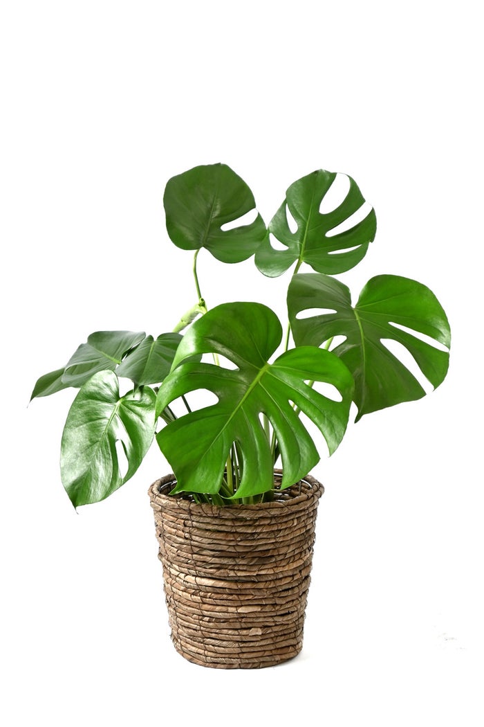 観葉植物 通販 モンステラ 6号鉢 ブラウン鉢カバー付 観葉植物 本物