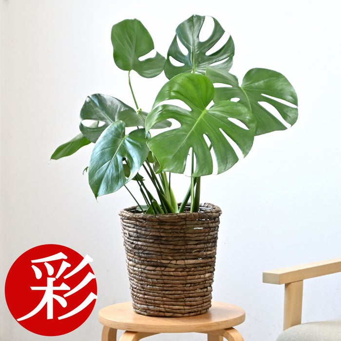 観葉植物 通販 モンステラ 6号鉢 ブラウン鉢カバー付 観葉植物 本物