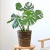 観葉植物 通販 モンステラ 6号鉢 ブラウン鉢カバー付 観葉植物 本物