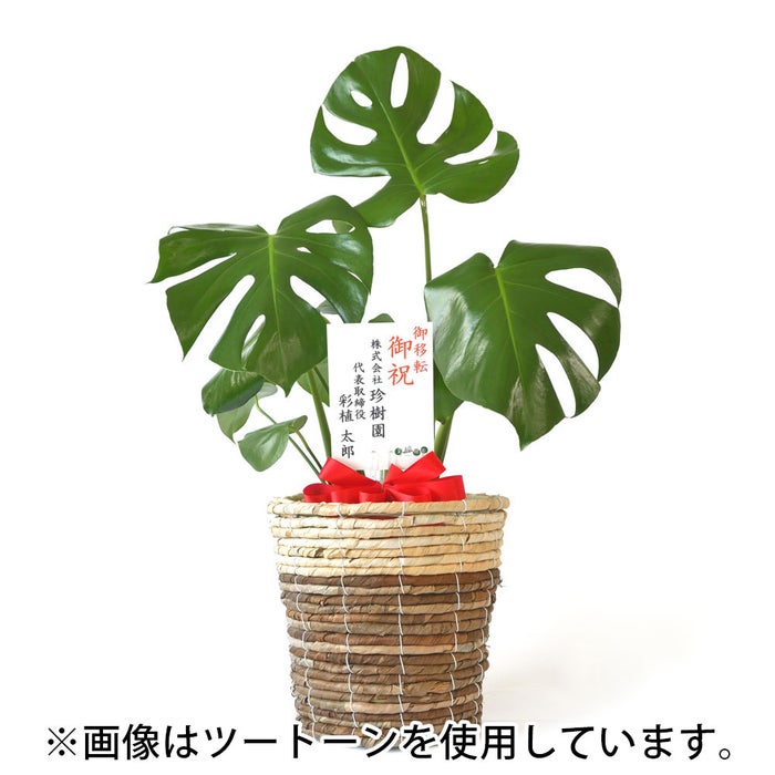 観葉植物 通販 モンステラ 6号鉢 ブラウン鉢カバー付 観葉植物 本物