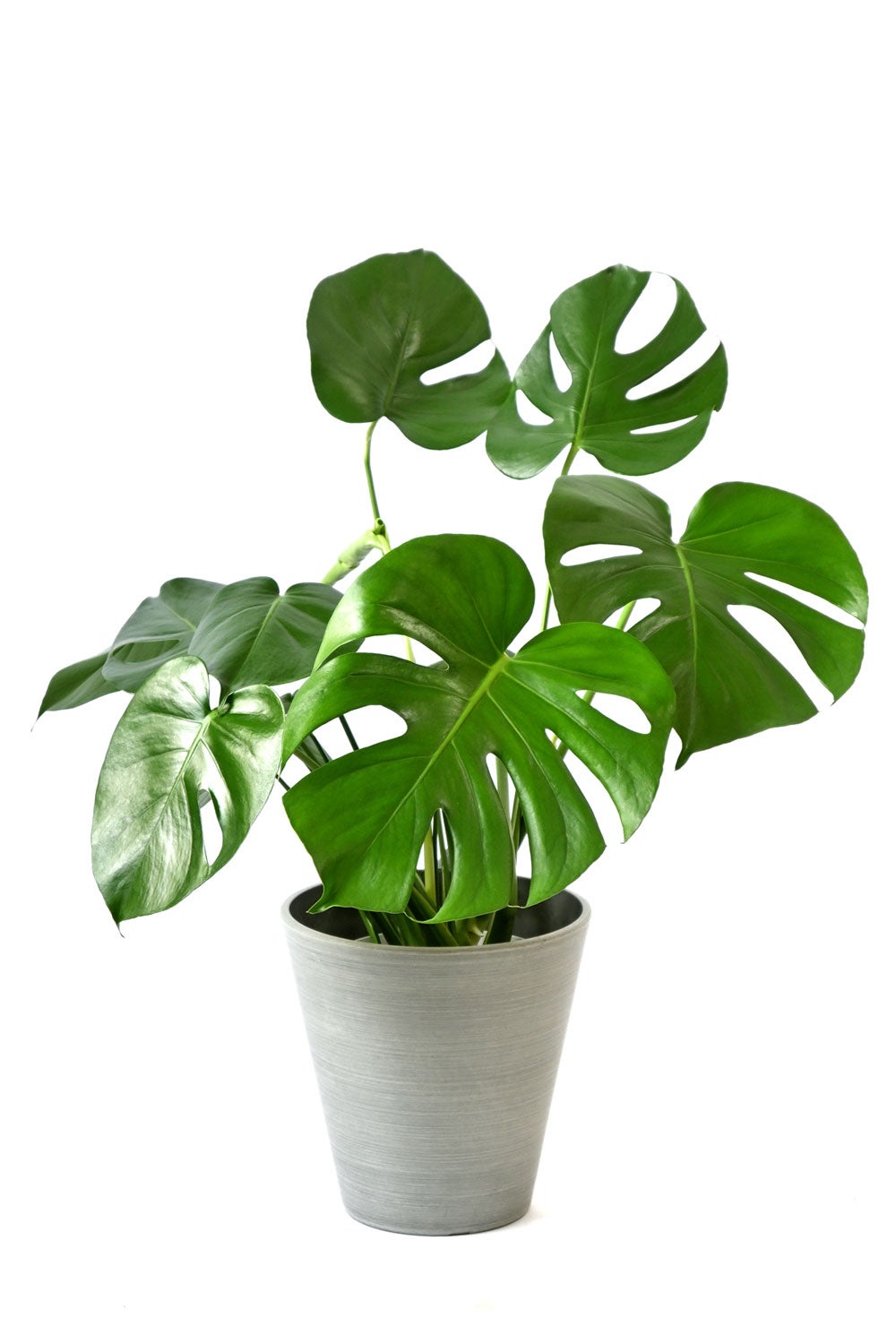 観葉植物 通販 モンステラ 6号鉢 ライトチャコール鉢カバー付 観葉植物 本物