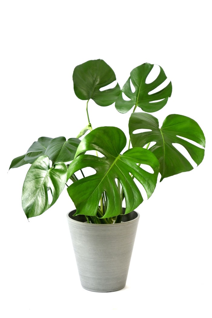 観葉植物 通販 モンステラ 6号鉢 ライトチャコール鉢カバー付 観葉植物 本物