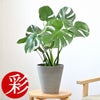 観葉植物 通販 モンステラ 6号鉢 ライトチャコール鉢カバー付 観葉植物 本物