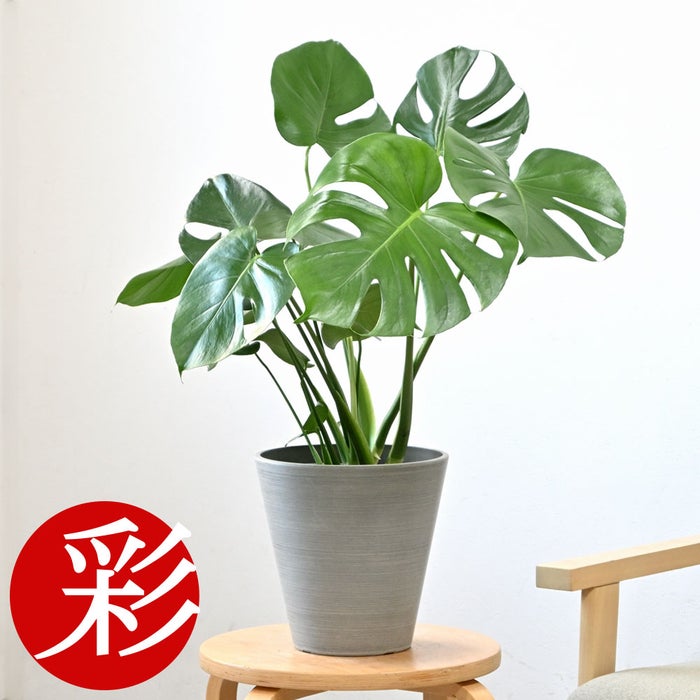 観葉植物 通販 モンステラ 6号鉢 ライトチャコール鉢カバー付 観葉植物 本物