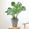 観葉植物 通販 モンステラ 6号鉢 ライトチャコール鉢カバー付 観葉植物 本物