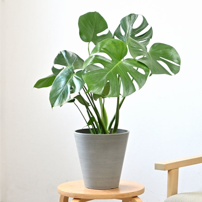 観葉植物 通販 モンステラ 6号鉢 ライトチャコール鉢カバー付 観葉植物 本物