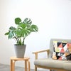 観葉植物 通販 モンステラ 6号鉢 ライトチャコール鉢カバー付 観葉植物 本物