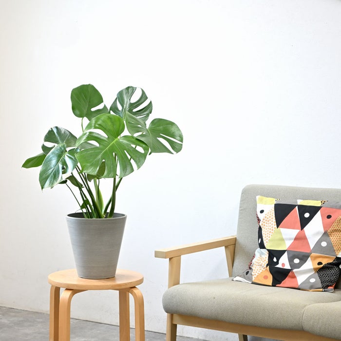 観葉植物 通販 モンステラ 6号鉢 ライトチャコール鉢カバー付 観葉植物 本物