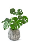 観葉植物 通販 モンステラ 6号鉢 ボールバスケット鉢カバー付 観葉植物 本物
