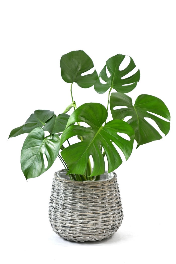 観葉植物 通販 モンステラ 6号鉢 ボールバスケット鉢カバー付 観葉植物 本物