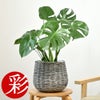 観葉植物 通販 モンステラ 6号鉢 ボールバスケット鉢カバー付 観葉植物 本物