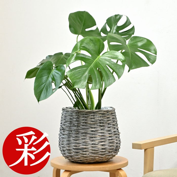 観葉植物 通販 モンステラ 6号鉢 ボールバスケット鉢カバー付 観葉植物 本物