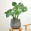 観葉植物 通販 モンステラ 6号鉢 ボールバスケット鉢カバー付 観葉植物 本物