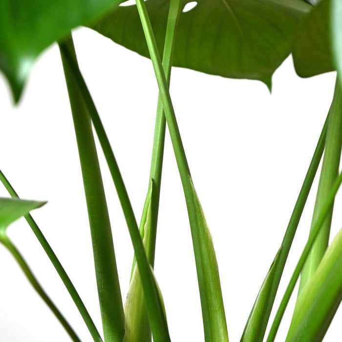 観葉植物 通販 モンステラ 6号鉢 ボールバスケット鉢カバー付 観葉植物 本物