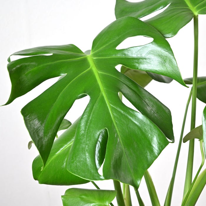 観葉植物 通販 モンステラ 6号鉢 ボールバスケット鉢カバー付 観葉植物 本物
