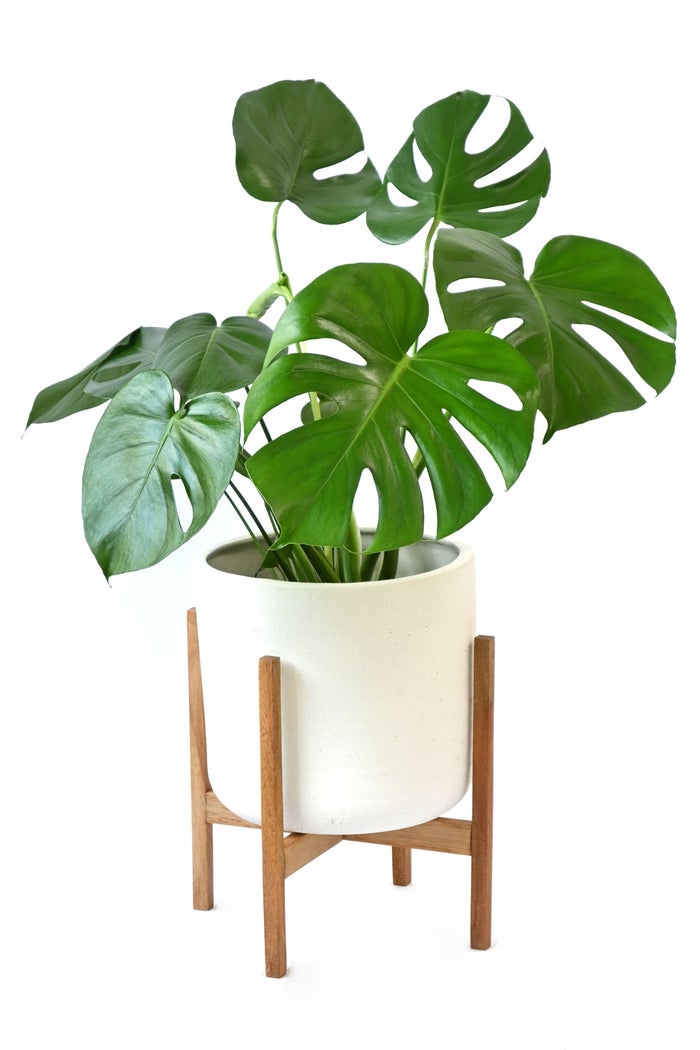観葉植物 通販 モンステラ 6号鉢 ルーケト鉢カバー付 観葉植物 本物