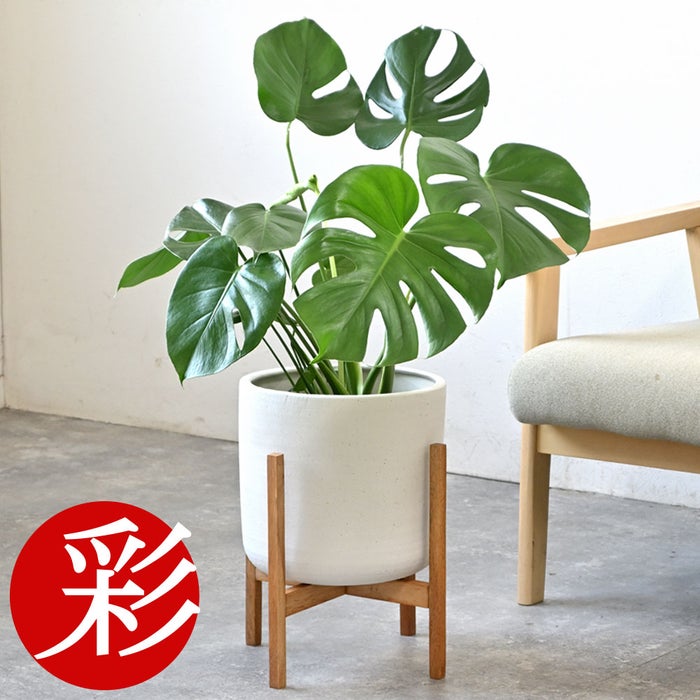 観葉植物 通販 モンステラ 6号鉢 ルーケト鉢カバー付 観葉植物 本物