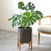 観葉植物 通販 モンステラ 6号鉢 ルーケト鉢カバー付 観葉植物 本物