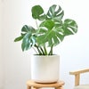 観葉植物 通販 モンステラ 6号鉢 ルーケト鉢カバー付 観葉植物 本物