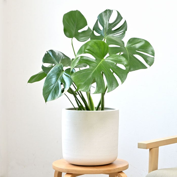 観葉植物 通販 モンステラ 6号鉢 ルーケト鉢カバー付 観葉植物 本物