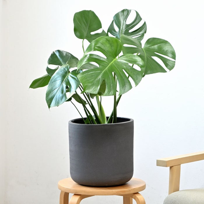 観葉植物 通販 モンステラ 6号鉢 ルーケト鉢カバー付 観葉植物 本物