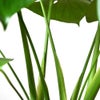 観葉植物 通販 モンステラ 6号鉢 ルーケト鉢カバー付 観葉植物 本物