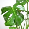 観葉植物 通販 モンステラ 6号鉢 ルーケト鉢カバー付 観葉植物 本物