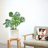 観葉植物 通販 モンステラ 6号鉢 ルーケト鉢カバー付 観葉植物 本物