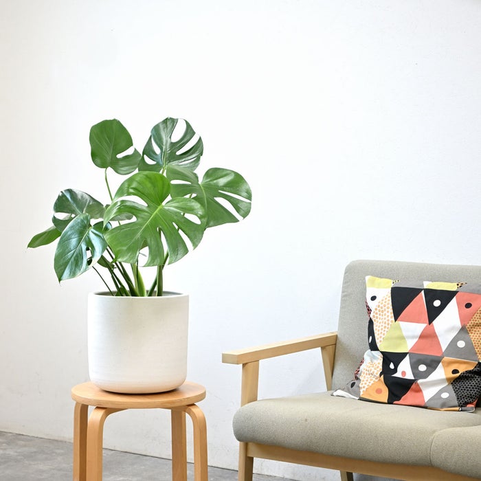 観葉植物 通販 モンステラ 6号鉢 ルーケト鉢カバー付 観葉植物 本物