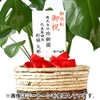 観葉植物 通販 モンステラ 6号鉢 ルーケト鉢カバー付 観葉植物 本物