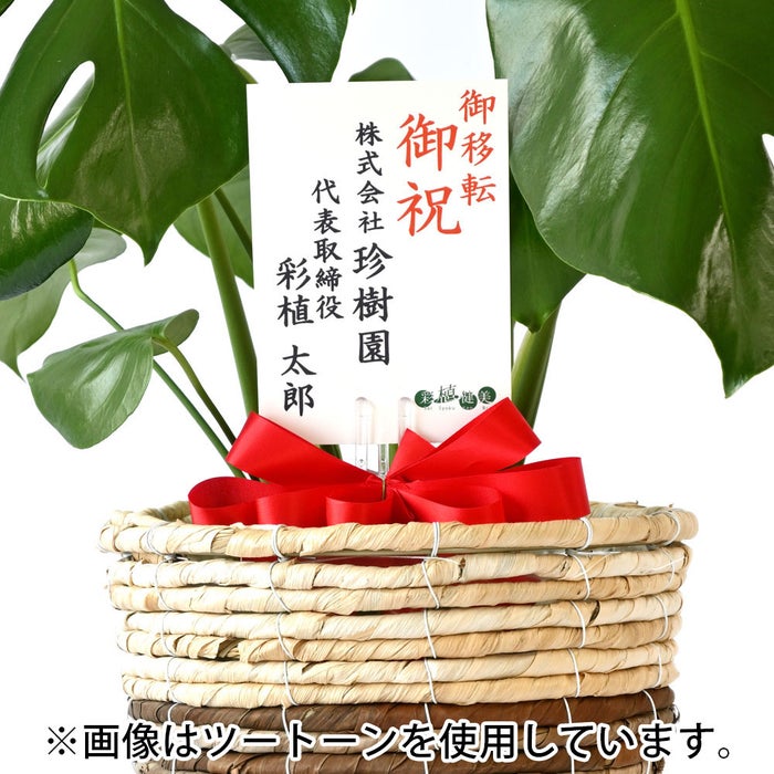 観葉植物 通販 モンステラ 6号鉢 ルーケト鉢カバー付 観葉植物 本物