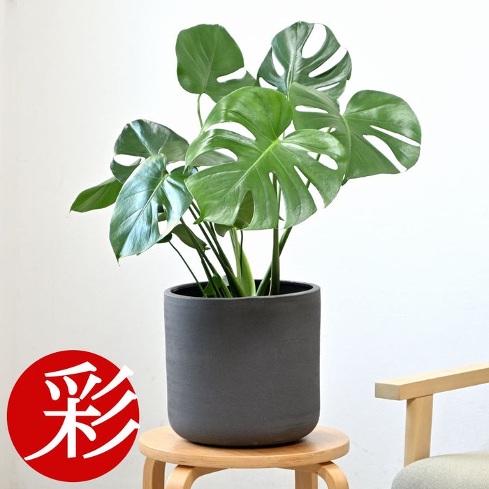 観葉植物 通販 モンステラ 6号鉢 ルーケト鉢カバー付 観葉植物 本物